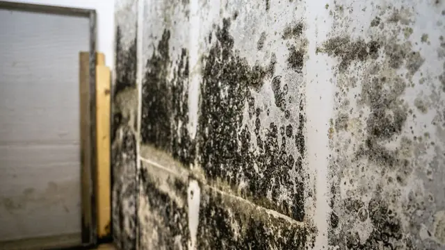 Black mold growth on a wall beside a wooden frame