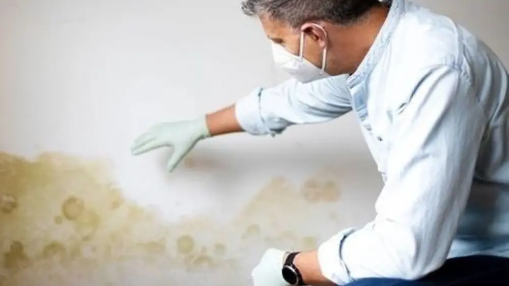 Person in a mask and gloves inspecting a stained wall
