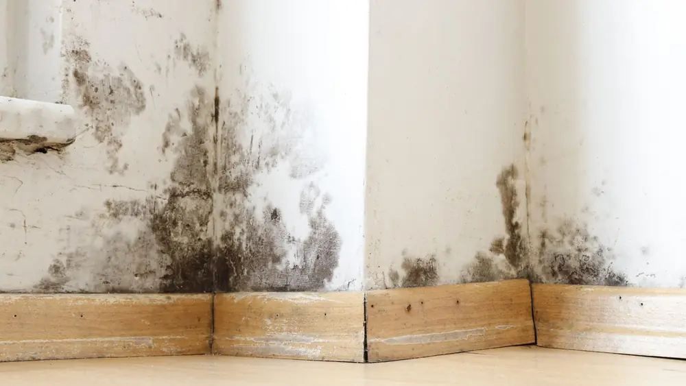 Mold staining low on a wall above wooden baseboards