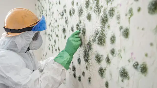 Worker in a respirator and hard hat examining green mold spots on a wall