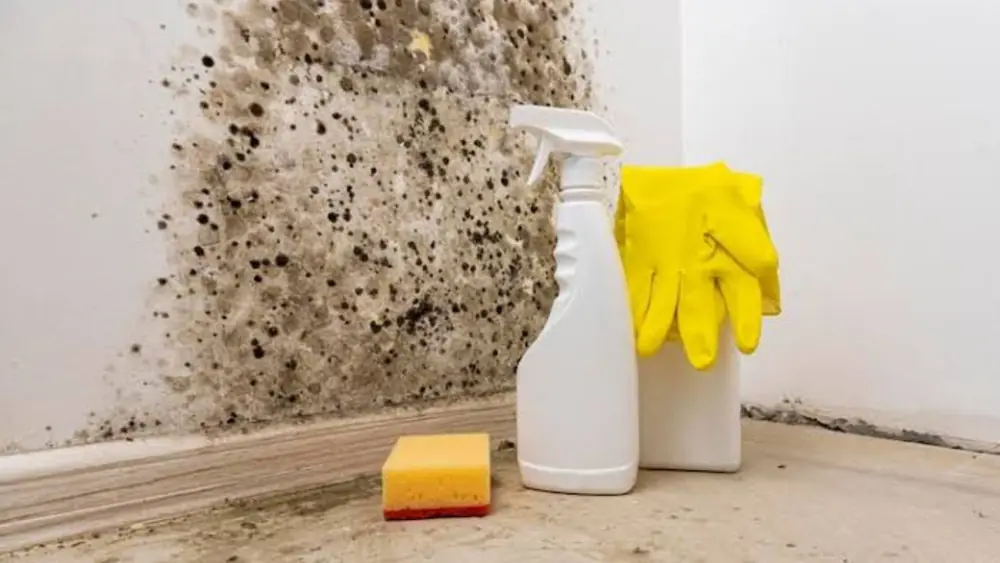Spray bottle, sponge and gloves beside black mold spots on a wall corner